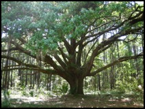 Live Oac Live Oak Tree