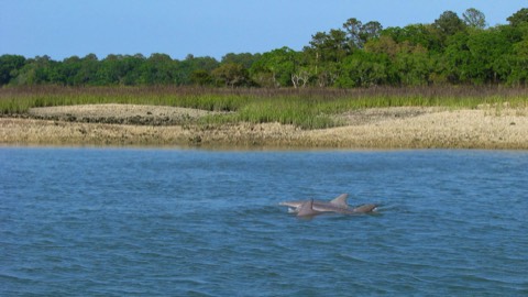 Three dolphin swimming in wildlife refuge
