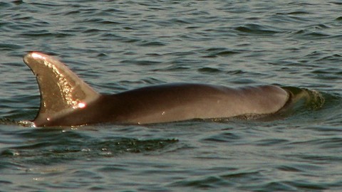 Dorsal fin of a Hilton Head dolphin