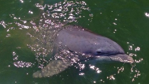 view of a Hilton Head dolphin from overhead