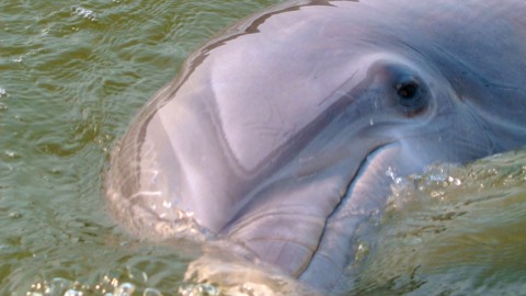 A Hilton Head dolphin face looks at boat