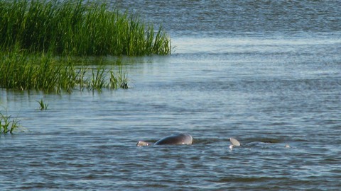 A family of Hilton Head dolphin along the shore